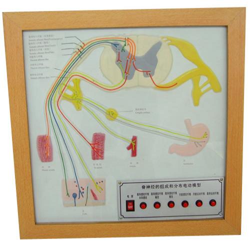 脊神經(jīng)的組成和分布電動(dòng)模型