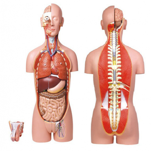男、女兩性人體背部開放式半身軀干模型（87cm/27件）